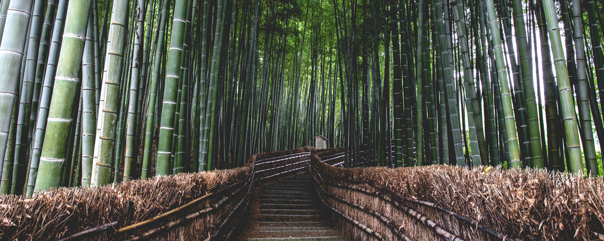 The Benefits Of Bamboo Clothing For You And The Environment